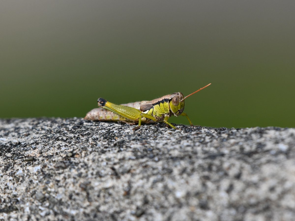 #28:
          Unidentified Grasshopper, Okinawa.
          f/5.6 at 500mm - Shutter Speed: 1/500 - ISO: 360